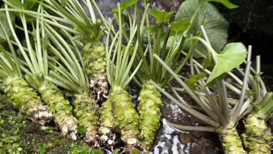 極（きわみ）